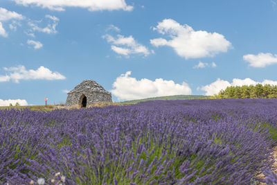 Purple flowering plants on field against sky