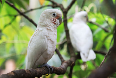 Close-up of parrot perching on branch