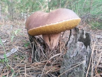 Close-up of mushroom on field