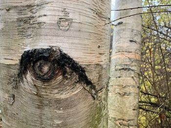 Close-up of lizard on tree trunk