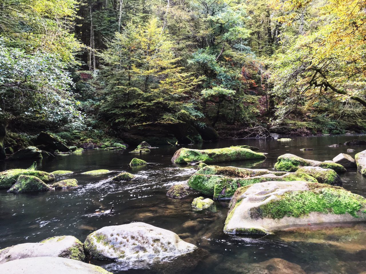 STREAM FLOWING IN FOREST