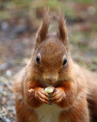 Close-up portrait of squirrel