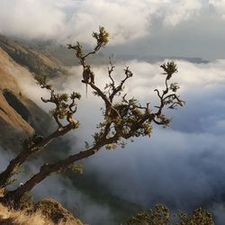 Tree against sky