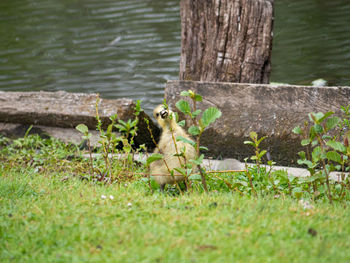 Green sitting on tree trunk