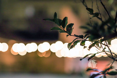 Close-up of plants against blurred background