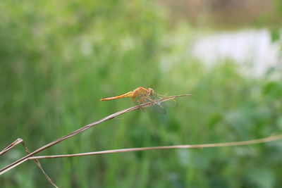 Close-up of dragonfly on plant