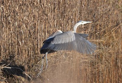 Side view of a bird flying