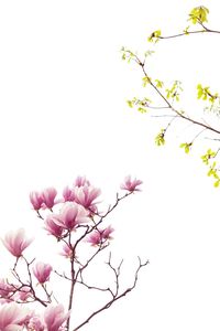 Low angle view of magnolia blossoms in spring against sky