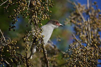 Close-up of bird perching on branch