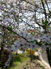 Close-up of white flowers on tree