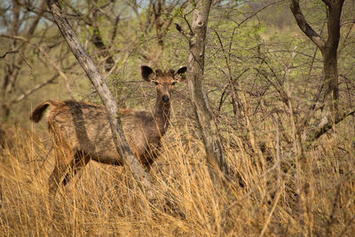 View of a black buck behind a dry tree in national park