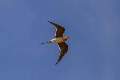 Low angle view of seagull flying in sky