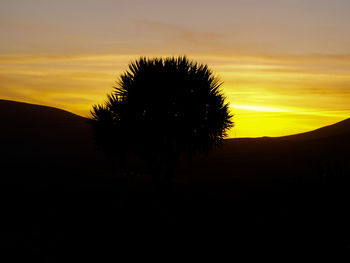 Silhouette of tree at sunset