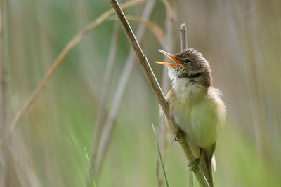 Close-up of bird perching on plant