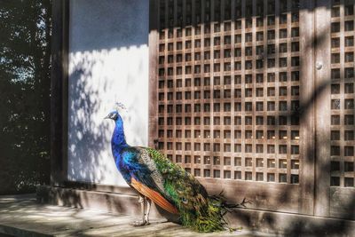 Close-up of peacock perching on wall in city