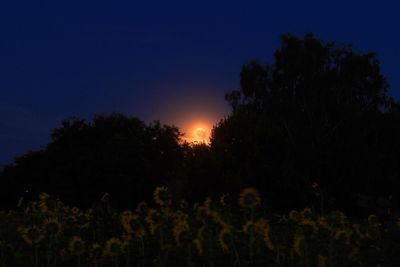 Low angle view of silhouette trees against sky during sunset