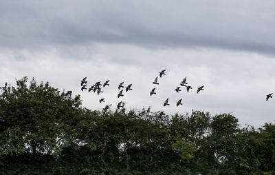 Low angle view of birds flying in sky