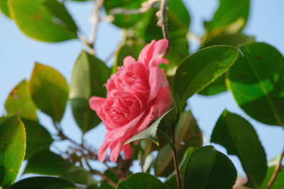 Close-up of rose plant