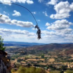 Close-up of insect against sky