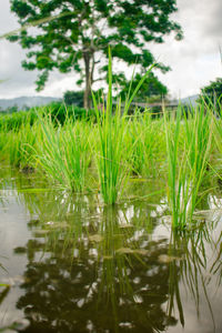 Close-up of grass by lake against sky