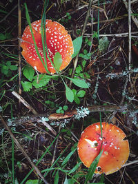 High angle view of fly agaric mushroom on field