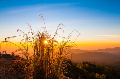 Plants growing on field against sky during sunset