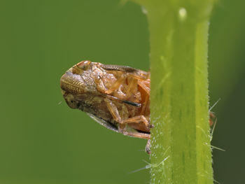 Close-up of insect on leaf