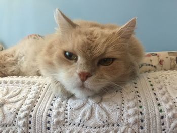 Close-up portrait of a cat