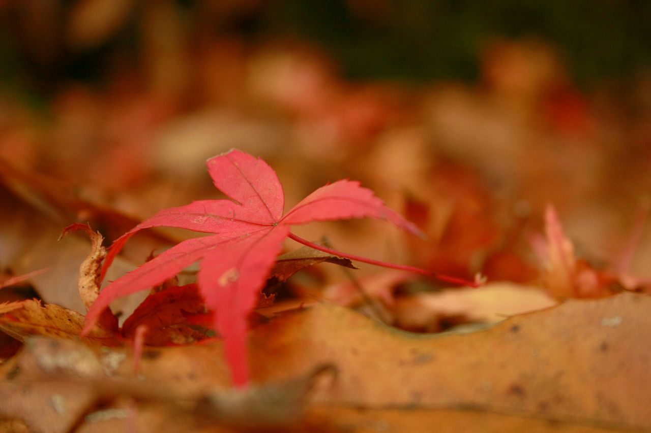 leaf, autumn, close-up, focus on foreground, season, change, nature, leaves, selective focus, dry, tranquility, red, growth, day, outdoors, beauty in nature, plant, no people, branch, twig