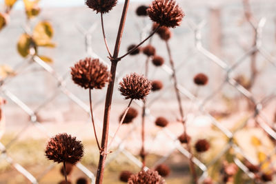 Close-up of dried flowers