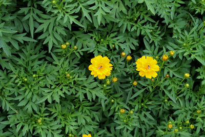 Close-up of yellow flowers blooming in garden