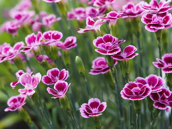 Close-up of pink flowering plants