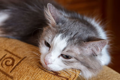 Close-up of cat at home