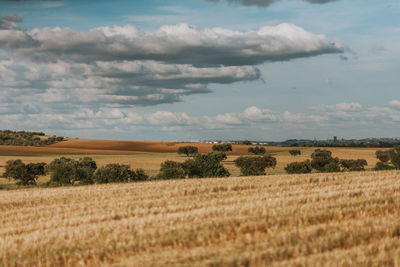 Scenic view of agricultural field against sky