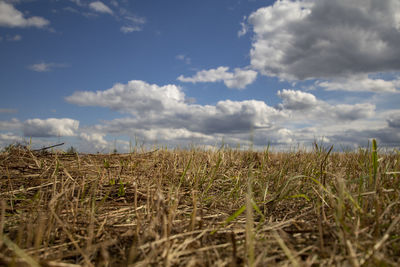 Plants growing on field against sky