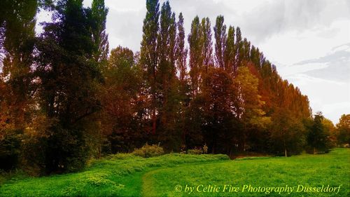 Trees on field against sky during autumn