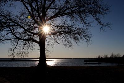 Sun shining through trees