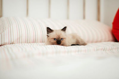 Portrait of cat relaxing on bed at home