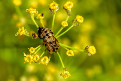 Close-up of insect on yellow flower