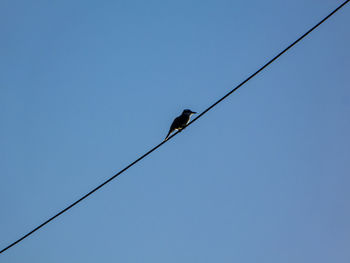 Low angle view of bird perching on cable