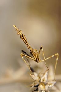 Close-up of insect