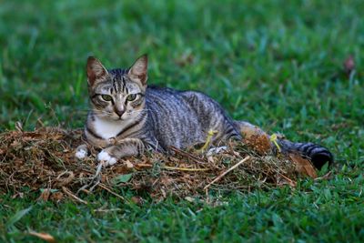 Portrait of cat sitting on grass