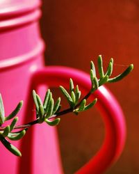 Close-up of potted plant