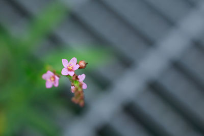 Close-up of pink flower