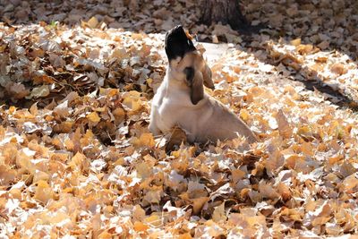 Dog sitting on field