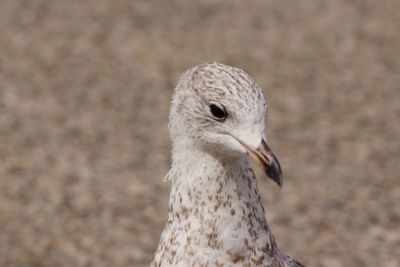 Close-up of seagull