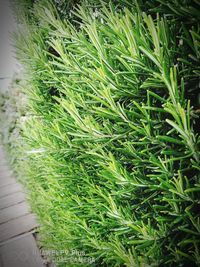 High angle view of fresh green plants