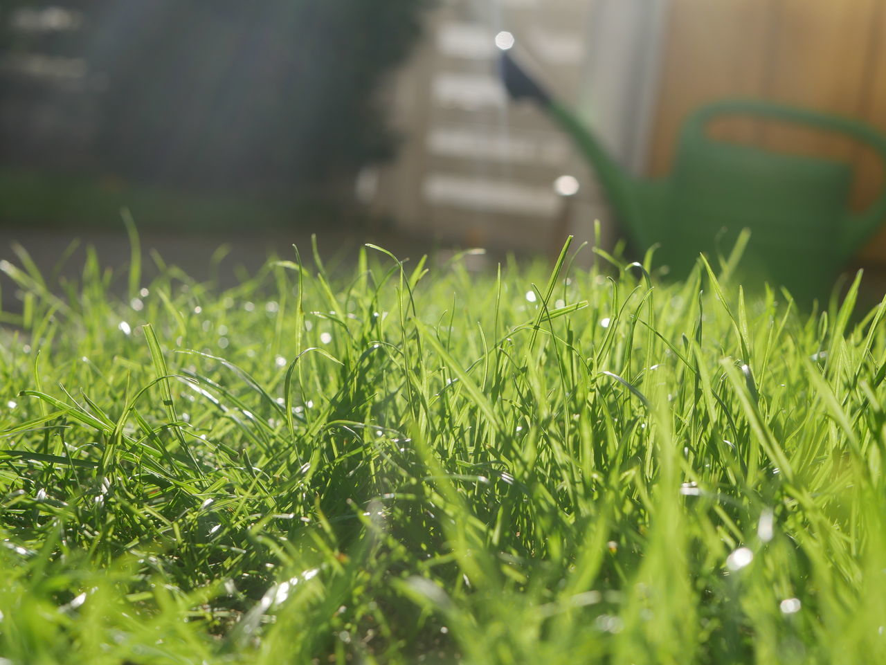 CLOSE-UP OF WET GRASS GROWING IN LAWN