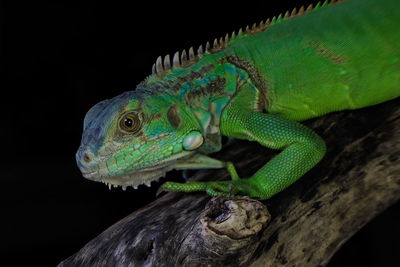 Close-up of lizard on tree