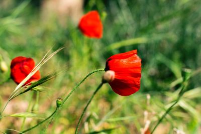 Close-up of red poppy flower